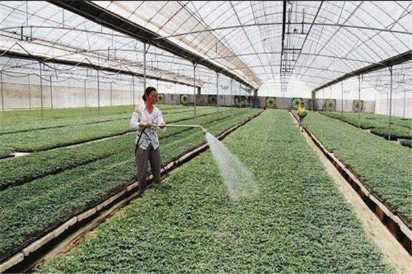 辉南县共赢蓝莓种植